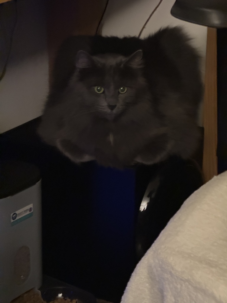 Hades, a steel gray long-hair domestic cat, sitting on my subwoofer